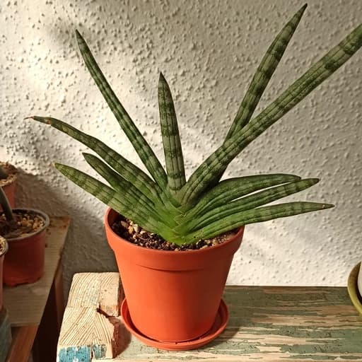 تصویر 3 از خرید گل سانسوریا بونسل + فروش عمده